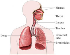 lung-functions